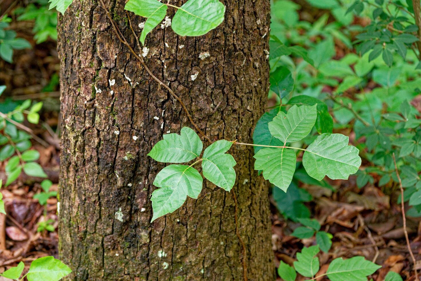 Poison ivy vine on a tree photo
