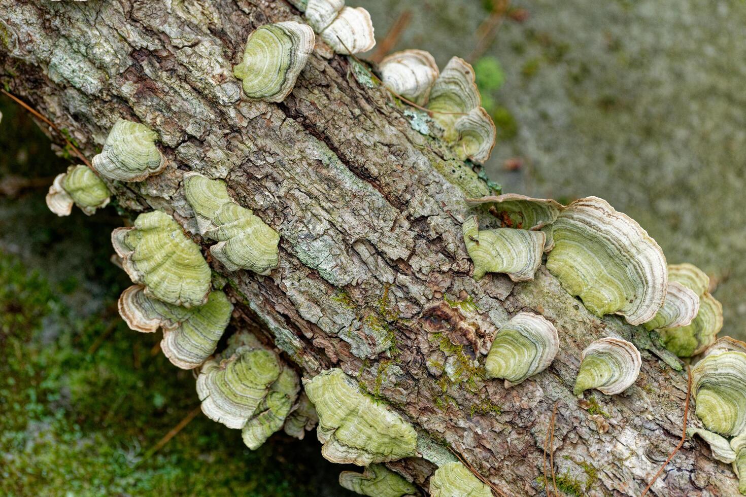 Turkey tail fungi on a log photo