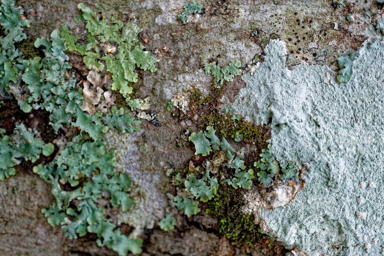 Lichen and moss on tree bark photo