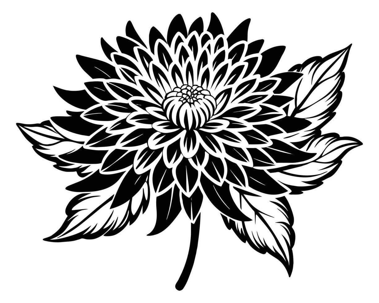 Black and white dahlia flower vector