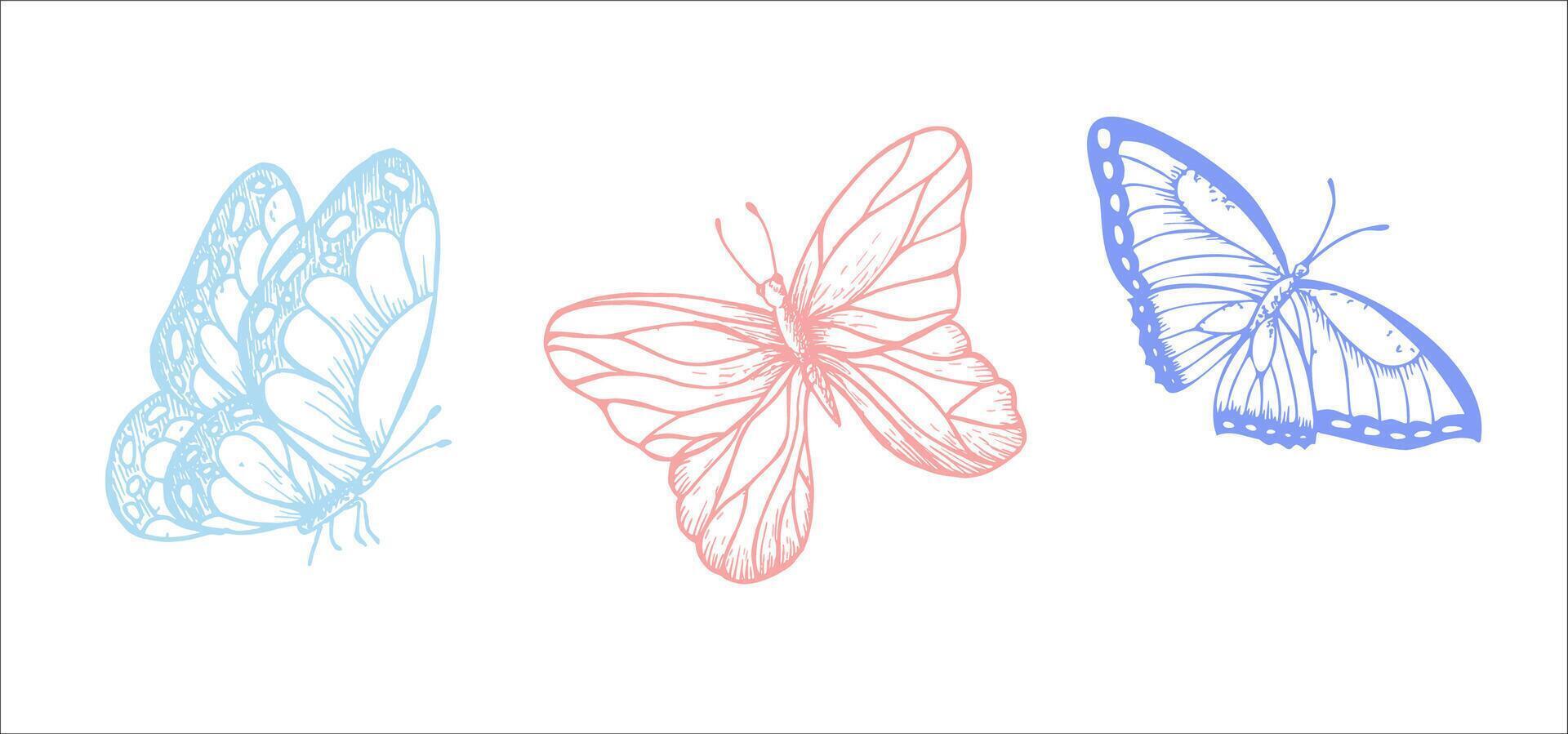 butterflies. Hand painted linear insect. Graphic clipart isolated on background. Botanical and wedding illustration. For designers, invitations, decoration, postcards vector