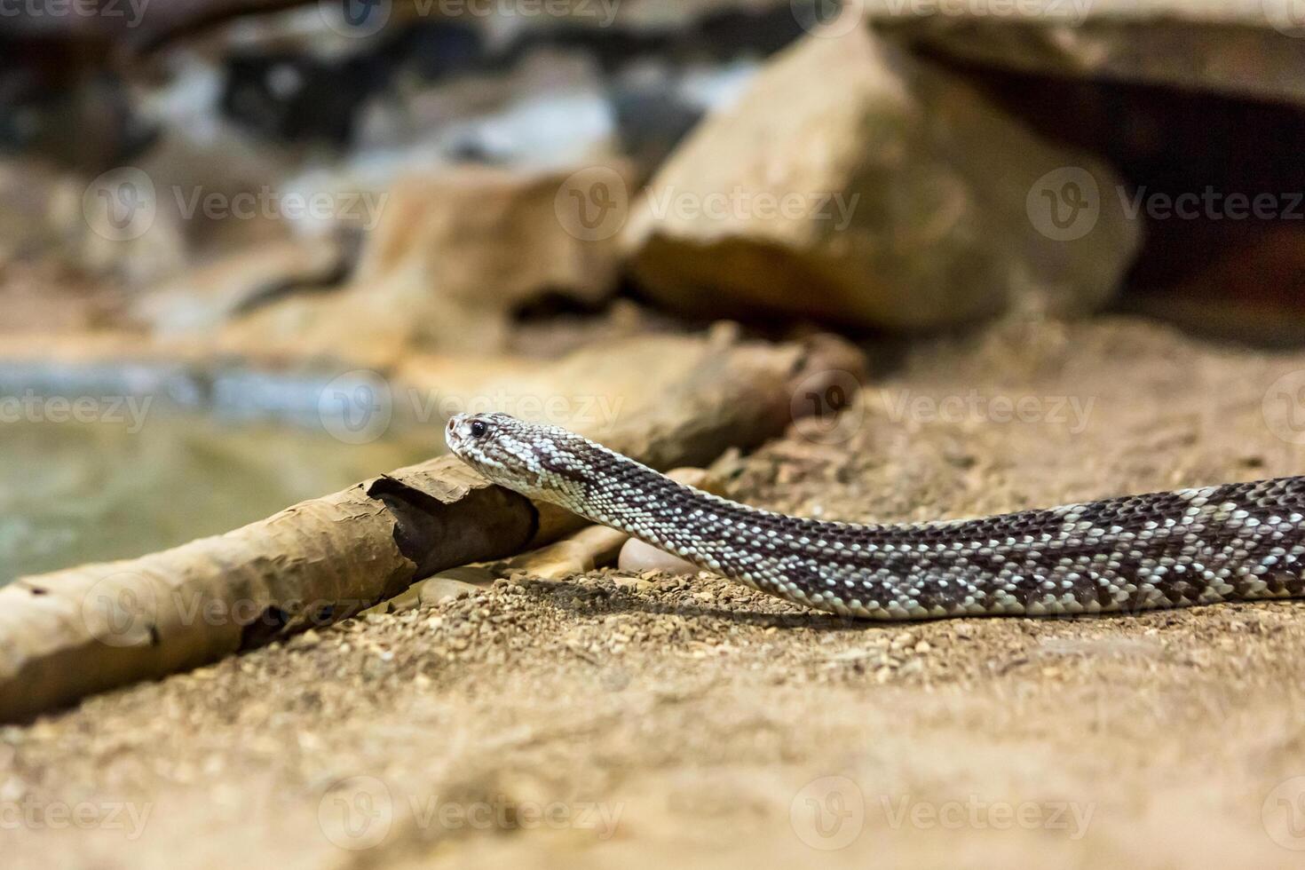Rattlesnake, Crotalus atrox. Western Diamondback. Dangerous snake. photo