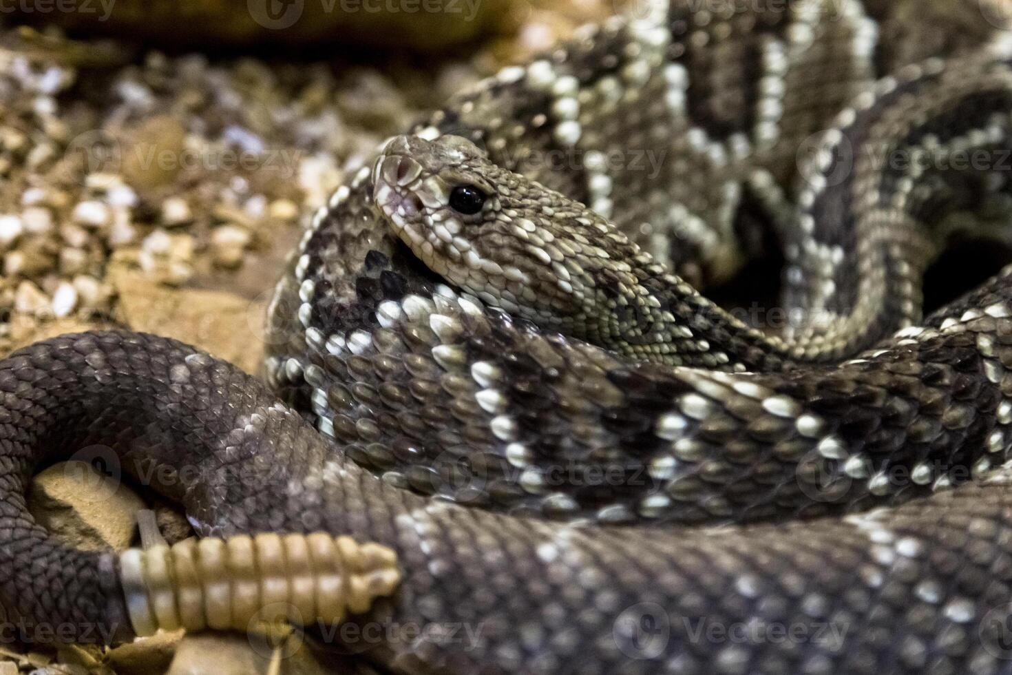 Rattlesnake, Crotalus atrox. Western Diamondback. Dangerous snake. photo