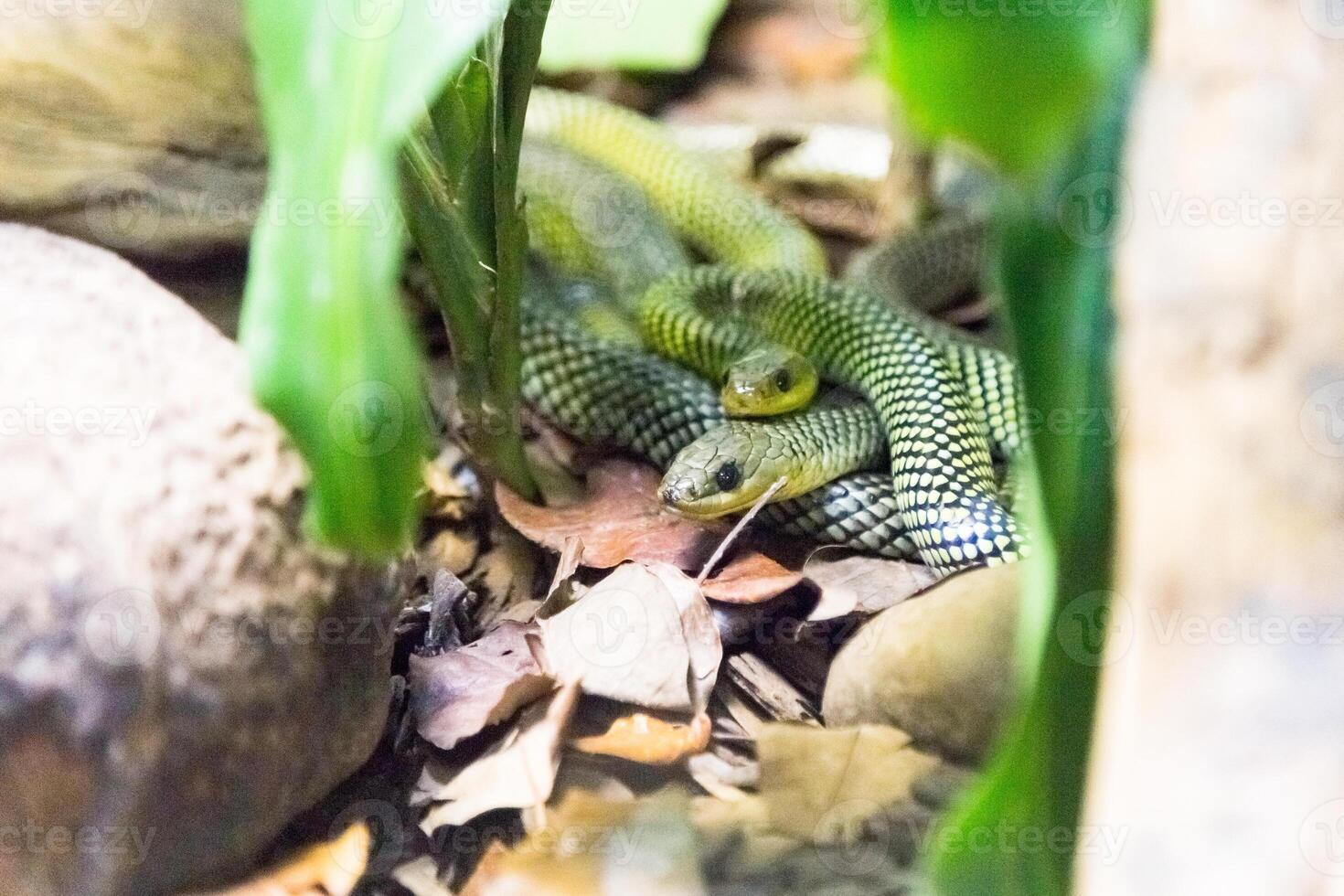 Philodryas baroni, snake. photo