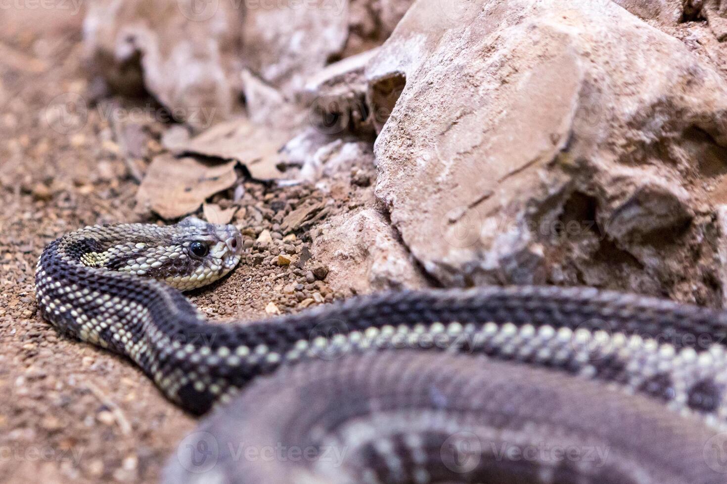 Rattlesnake, Crotalus atrox. Western Diamondback. Dangerous snake. photo
