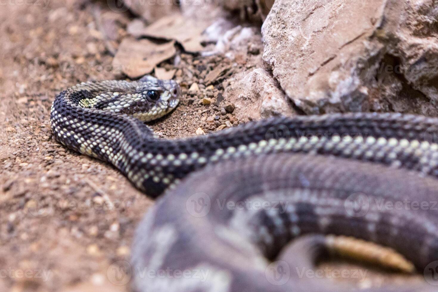 Rattlesnake, Crotalus atrox. Western Diamondback. Dangerous snake. photo