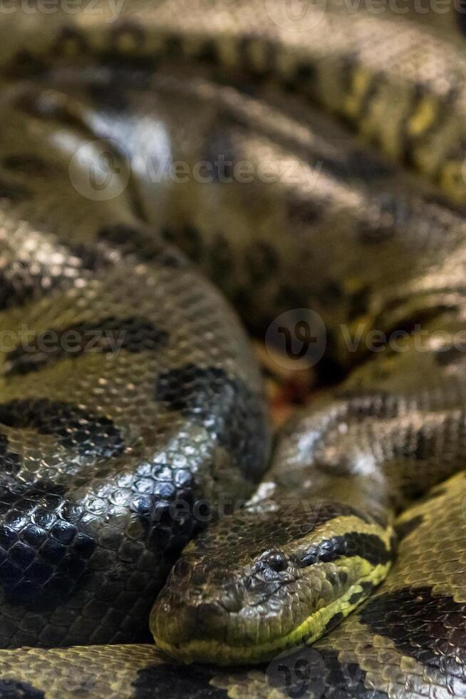 Green anaconda, Eunectes murinus, sucuri snake. Huge photo