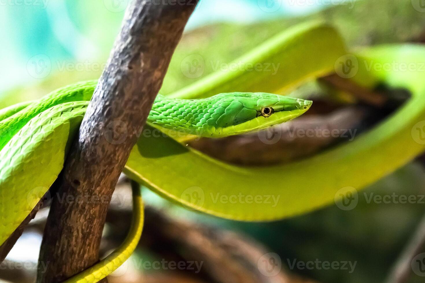 A Green Vine Snake in a strike pose photo