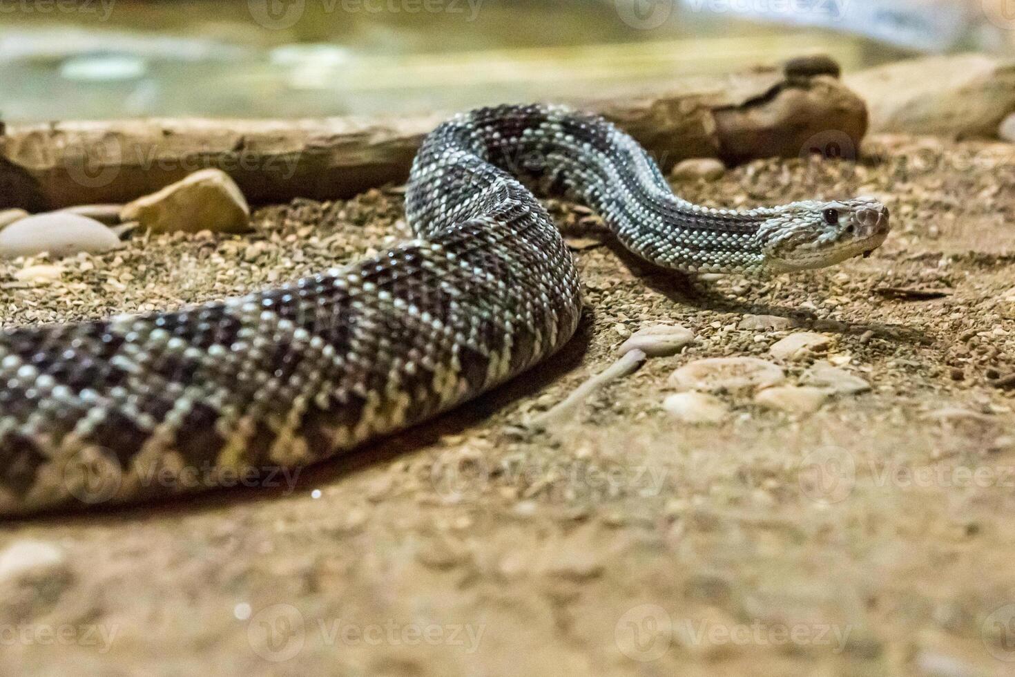 Rattlesnake, Crotalus atrox. Western Diamondback. Dangerous snake. photo