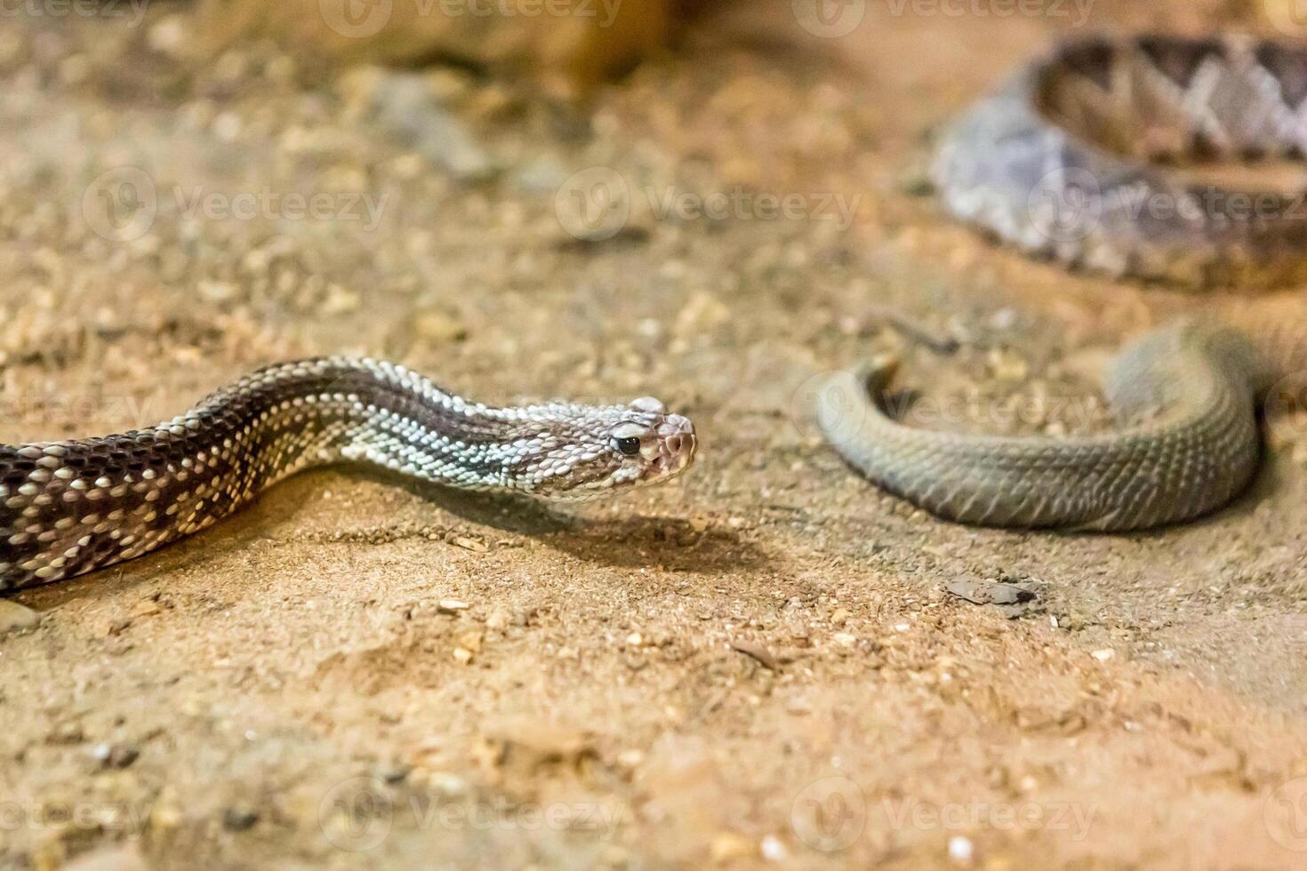 Rattlesnake, Crotalus atrox. Western Diamondback. Dangerous snake. photo