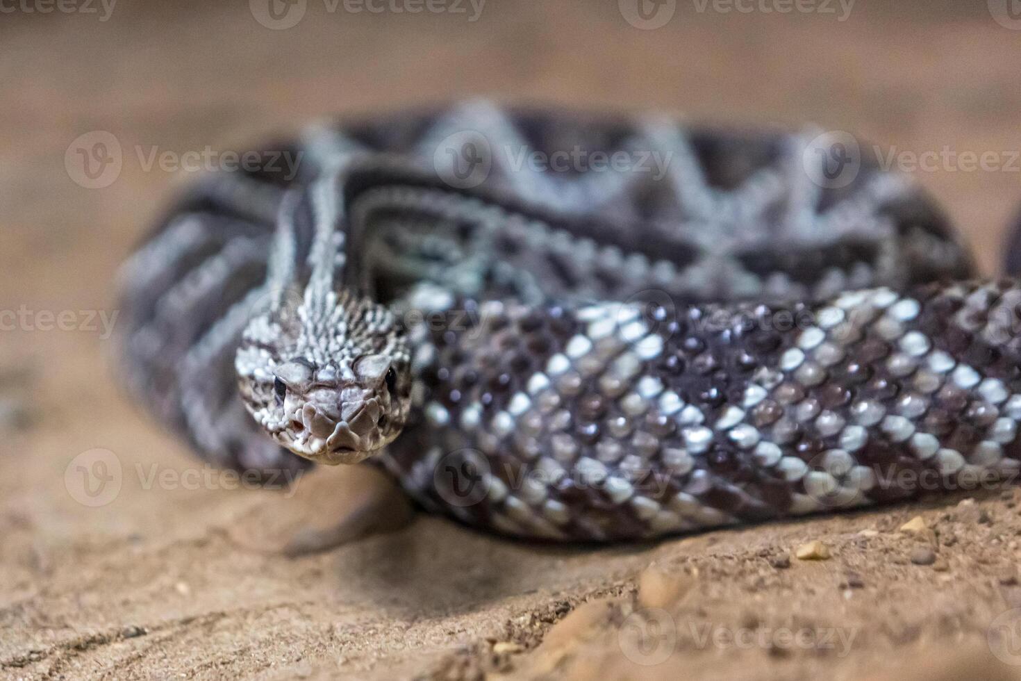 Rattlesnake, Crotalus atrox. Western Diamondback. Dangerous snake. photo
