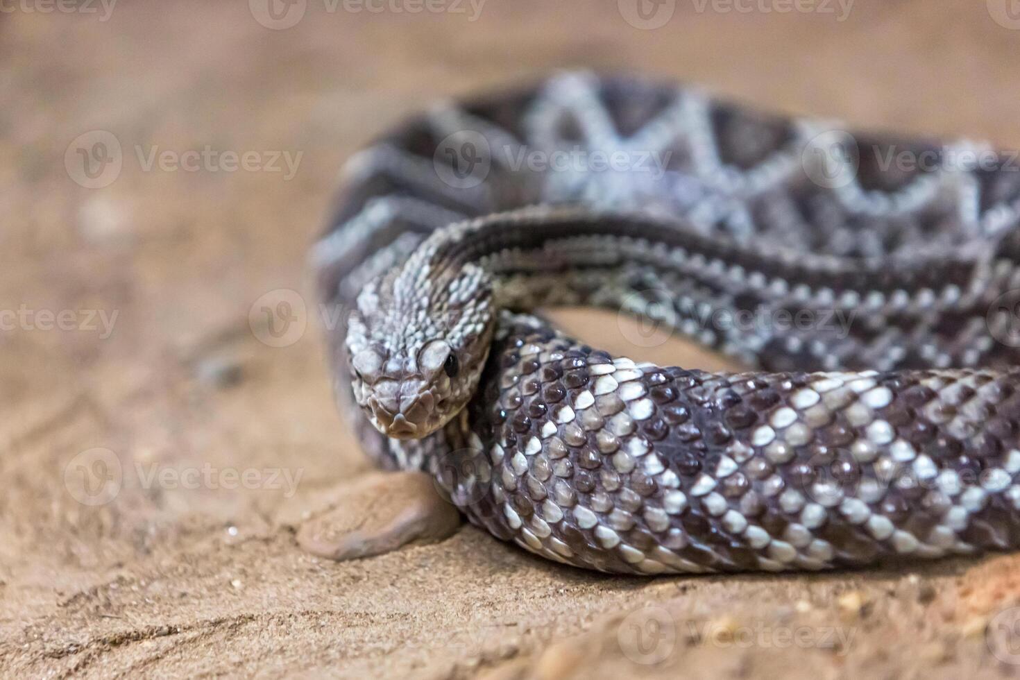 Rattlesnake, Crotalus atrox. Western Diamondback. Dangerous snake. photo