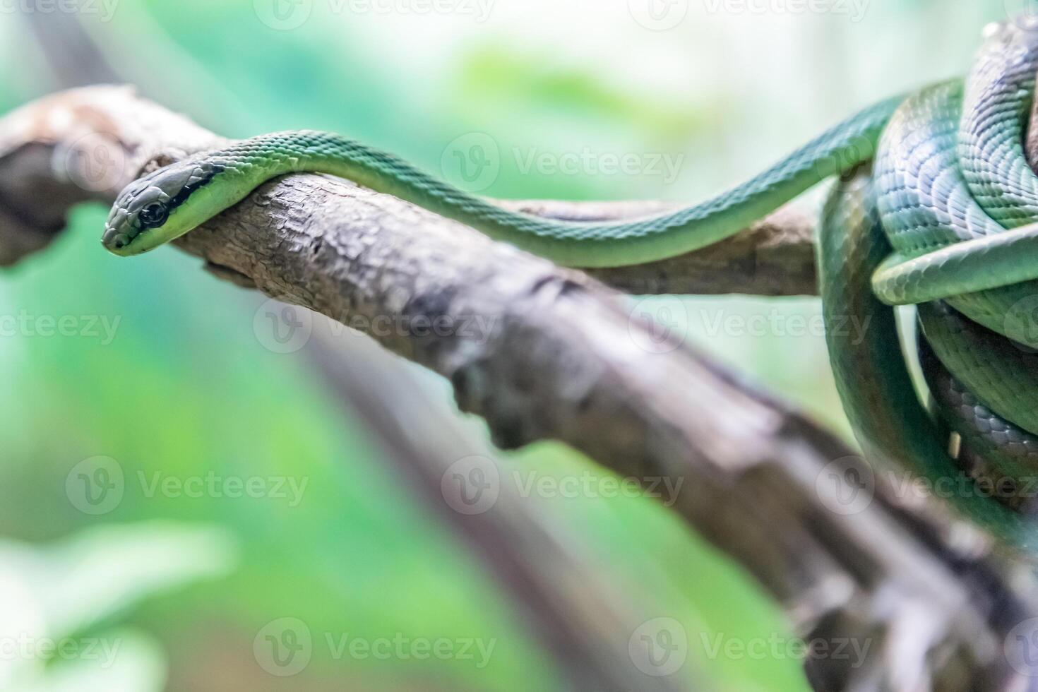 Philodryas baroni, snake. photo