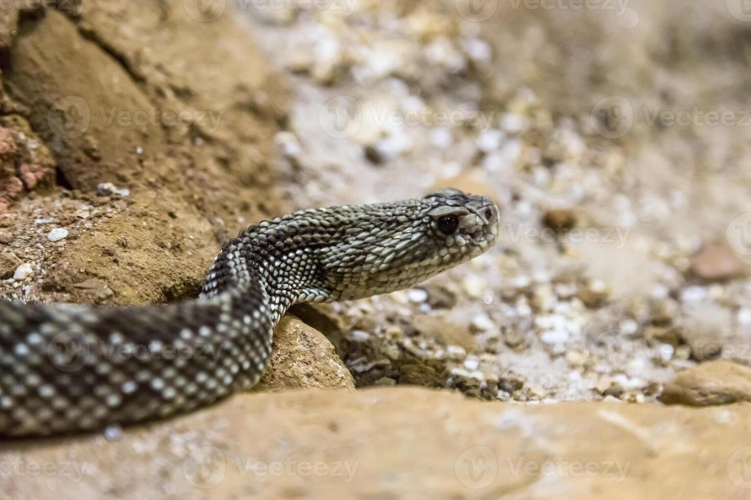 Rattlesnake, Crotalus atrox. Western Diamondback. Dangerous snake. photo