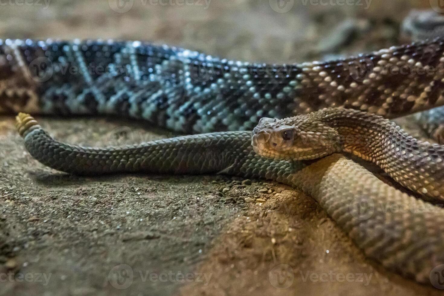 Rattlesnake, Crotalus atrox. Western Diamondback. Dangerous snake. photo