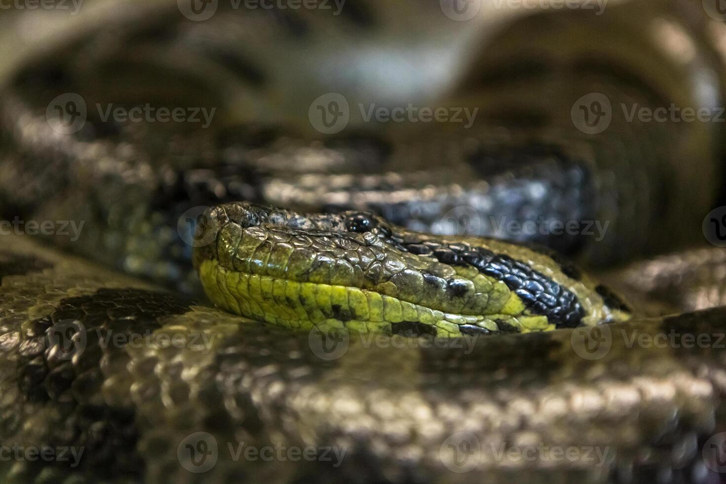 Green anaconda, Eunectes murinus, sucuri snake. Huge photo