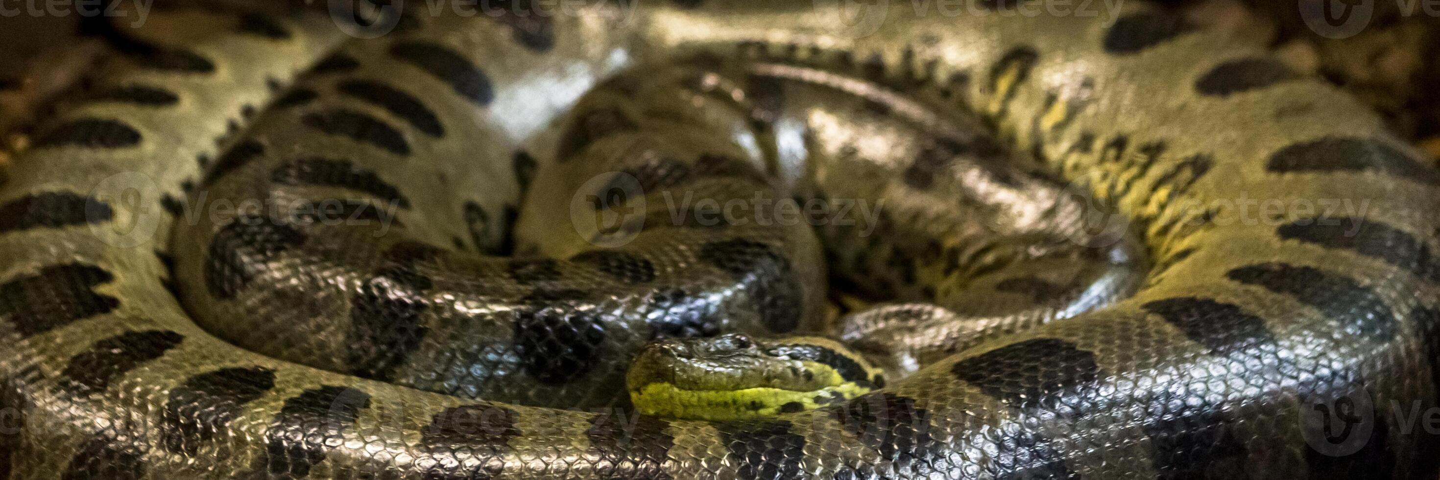 Green anaconda, Eunectes murinus, sucuri snake. Huge photo