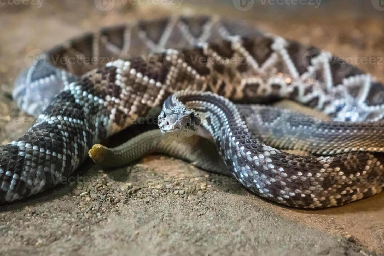Rattlesnake, Crotalus atrox. Western Diamondback. Dangerous snake. photo
