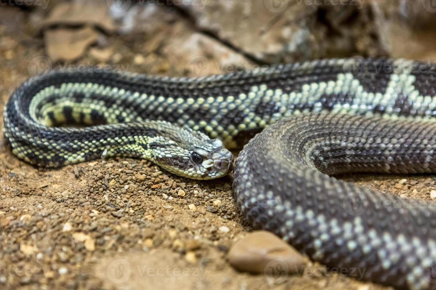 Rattlesnake, Crotalus atrox. Western Diamondback. Dangerous snake. photo
