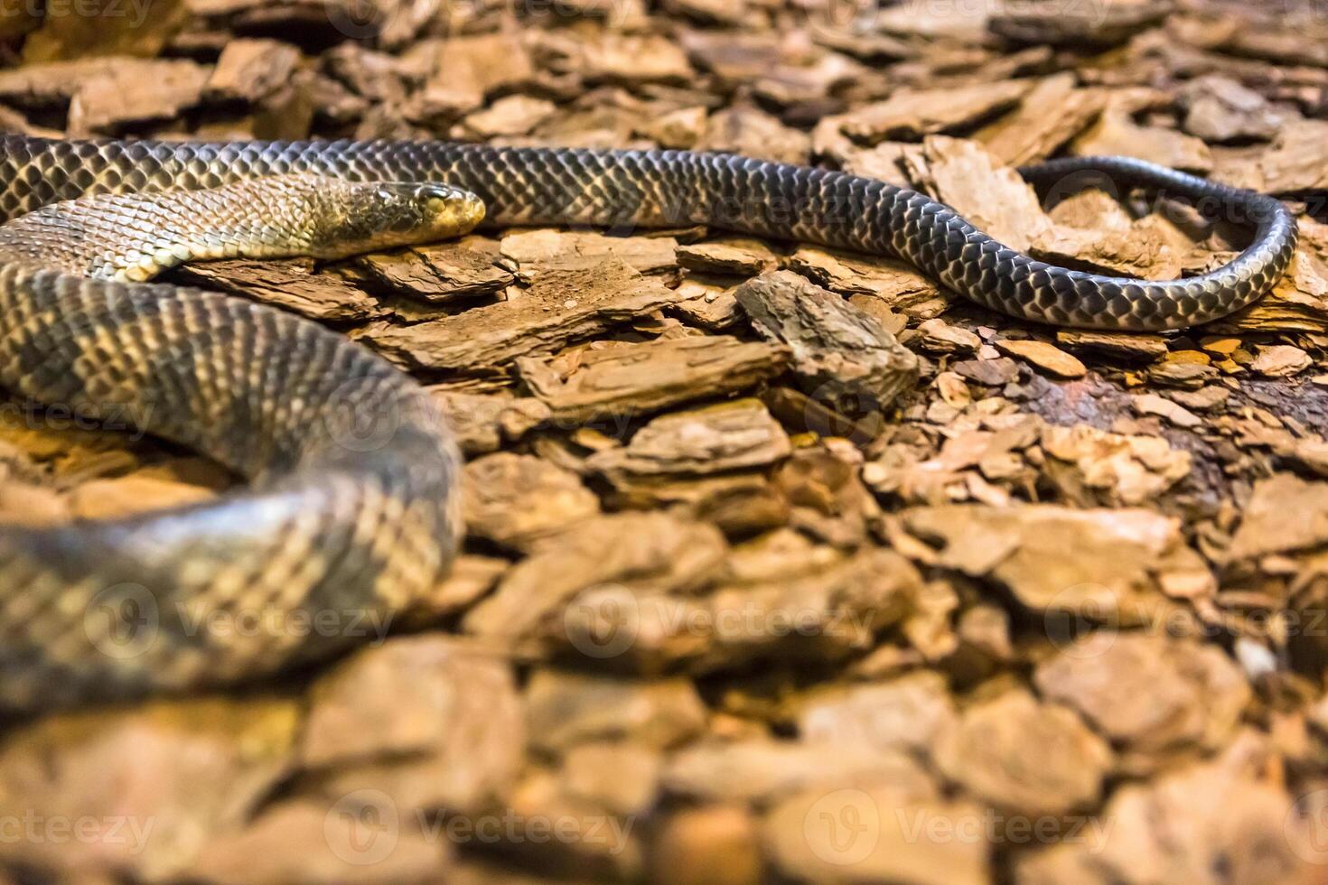 Rattlesnake, Crotalus atrox. Western Diamondback. Dangerous snake. photo