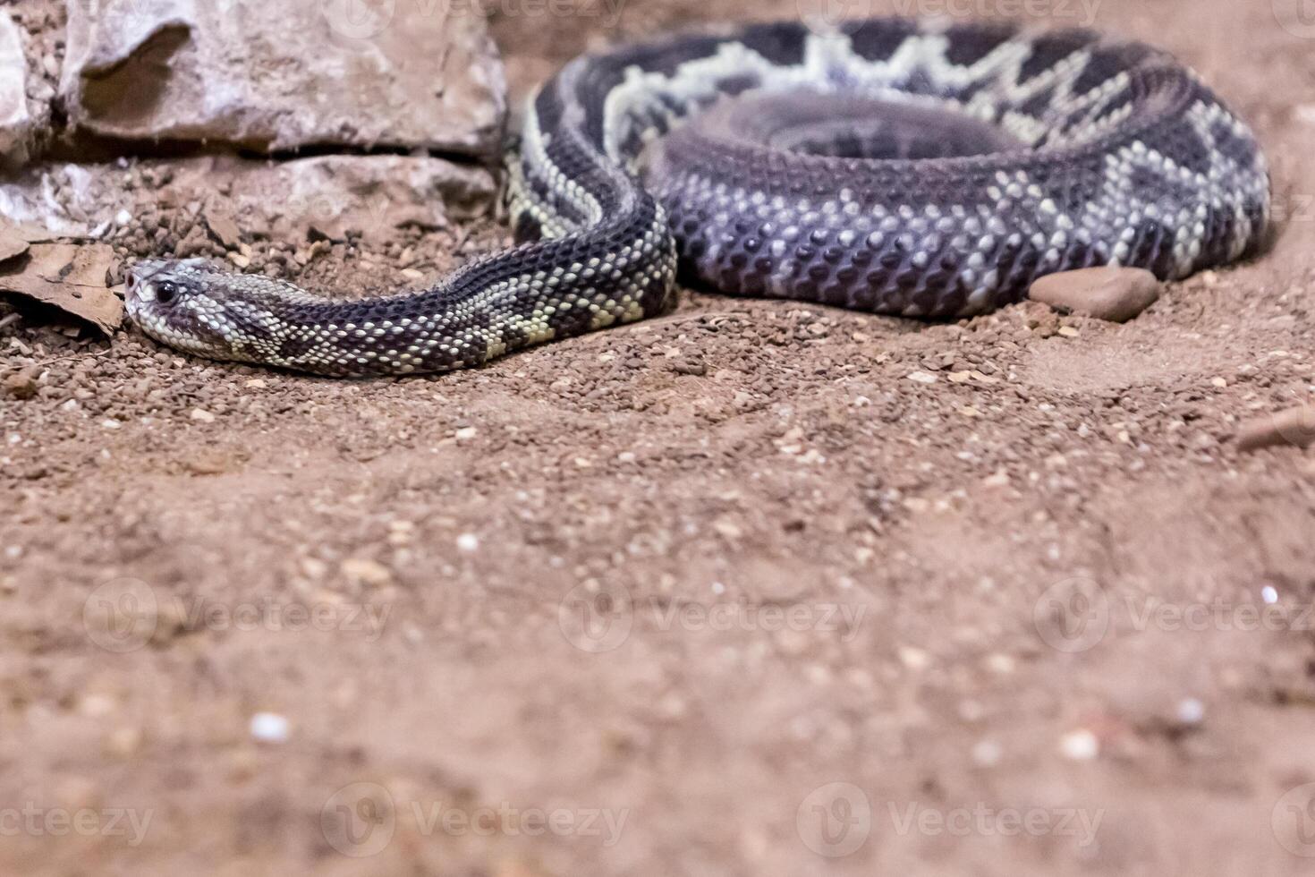 Rattlesnake, Crotalus atrox. Western Diamondback. Dangerous snake. photo