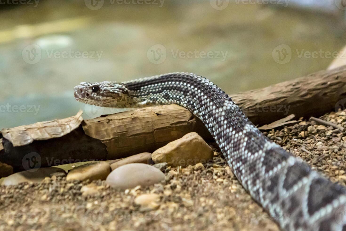 Rattlesnake, Crotalus atrox. Western Diamondback. Dangerous snake. photo