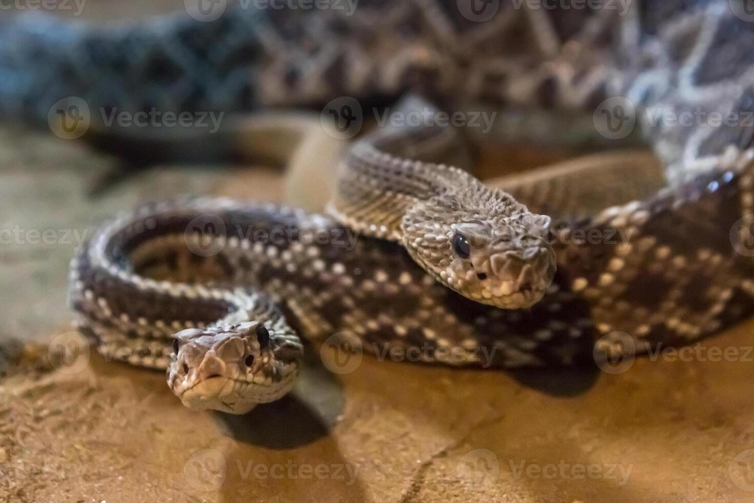 Rattlesnake, Crotalus atrox. Western Diamondback. Dangerous snake. photo