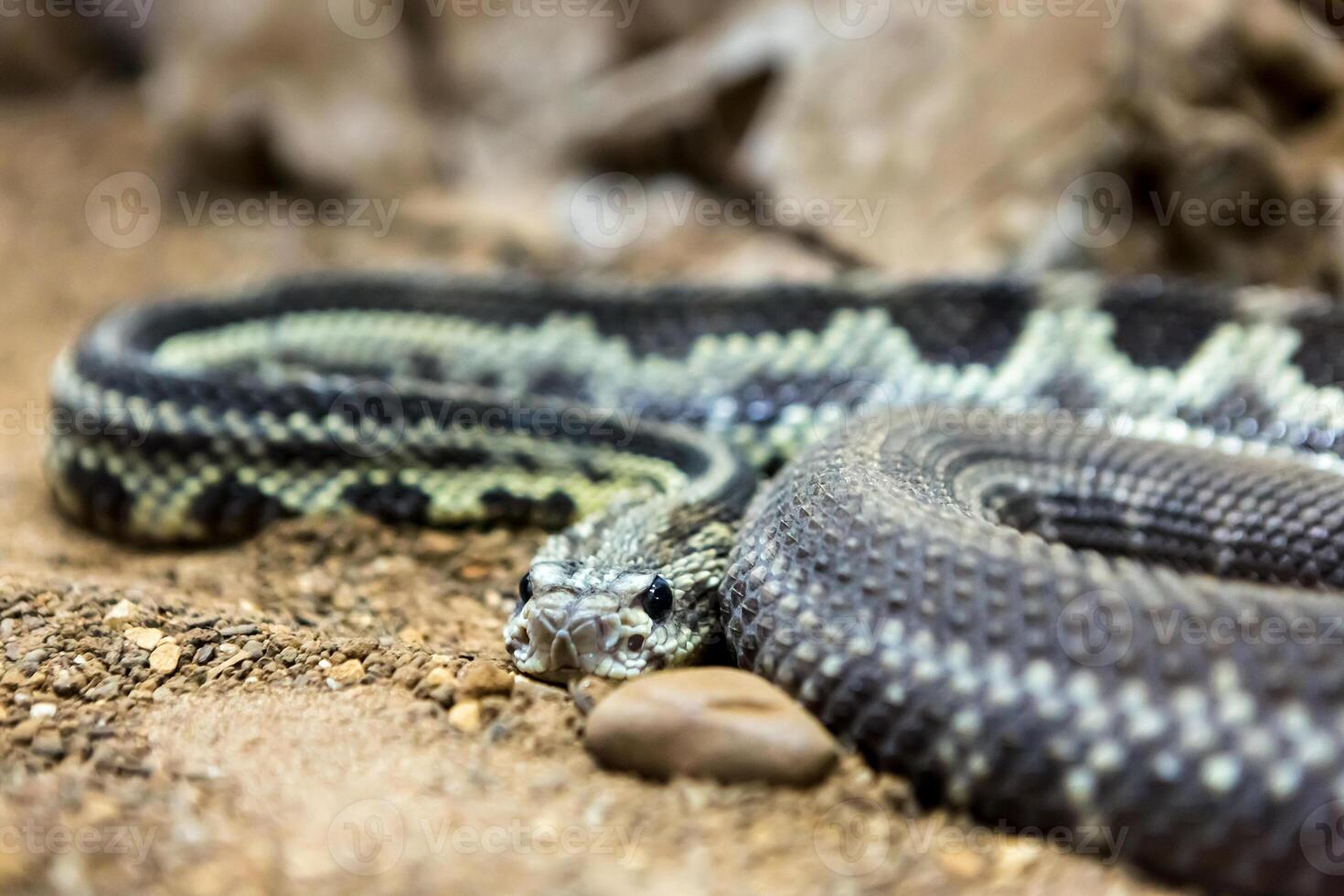 Rattlesnake, Crotalus atrox. Western Diamondback. Dangerous snake. photo