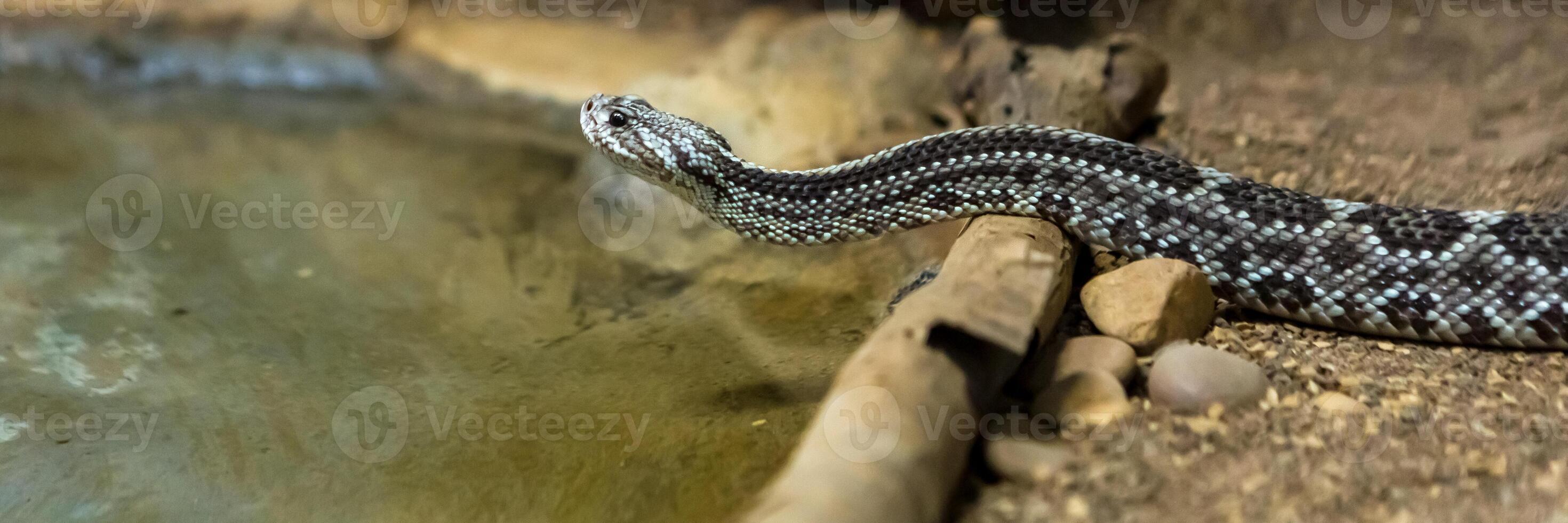 Rattlesnake, Crotalus atrox. Western Diamondback. Dangerous snake. photo