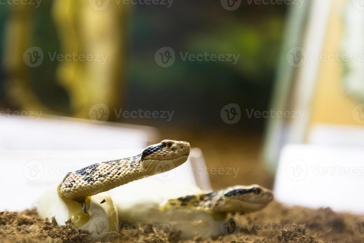 Rattlesnake, Crotalus atrox. Western Diamondback. Dangerous snake. photo