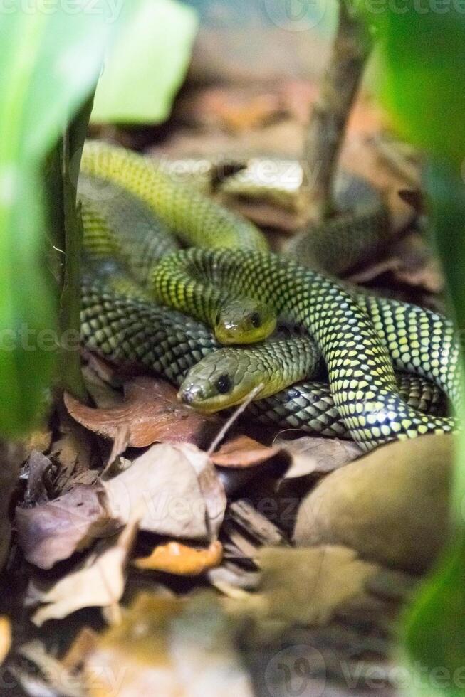 Philodryas baroni, snake. photo
