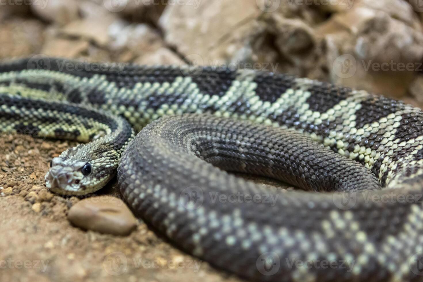 Rattlesnake, Crotalus atrox. Western Diamondback. Dangerous snake. photo