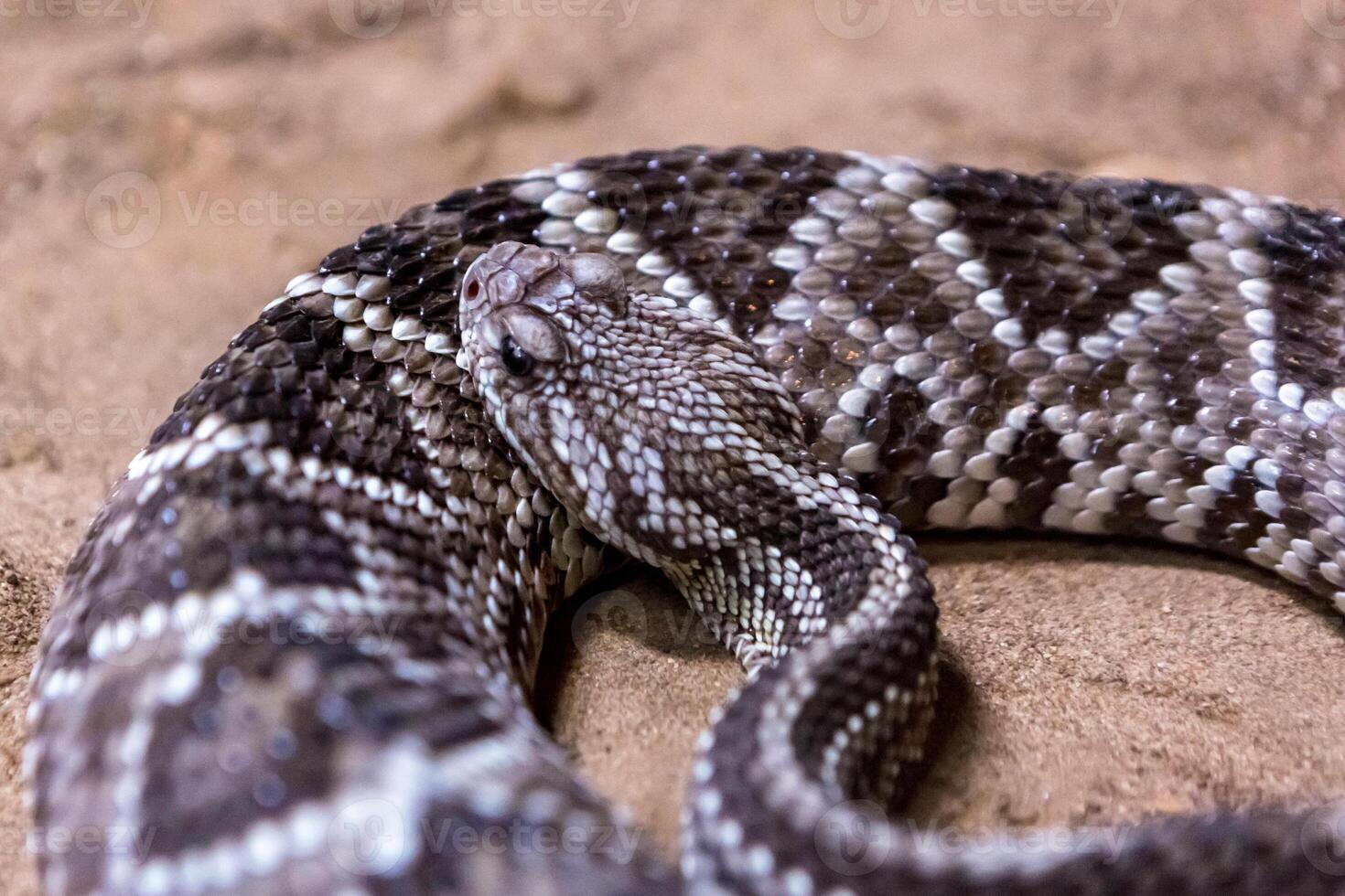 Rattlesnake, Crotalus atrox. Western Diamondback. Dangerous snake. photo