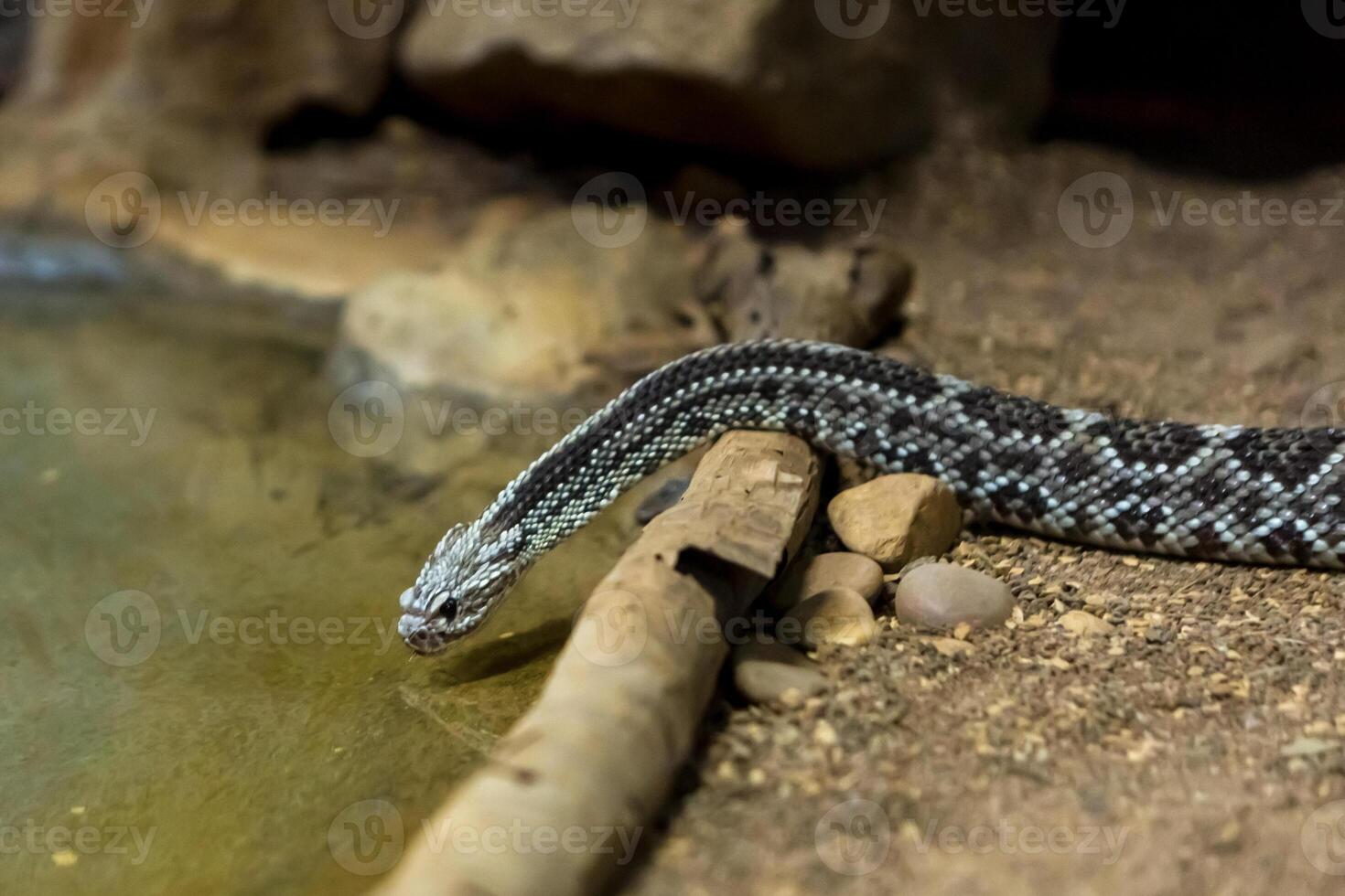 Rattlesnake, Crotalus atrox. Western Diamondback. Dangerous snake. photo