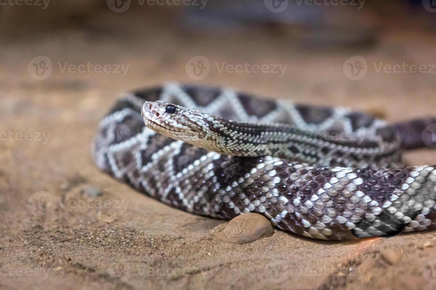 Rattlesnake, Crotalus atrox. Western Diamondback. Dangerous snake. photo