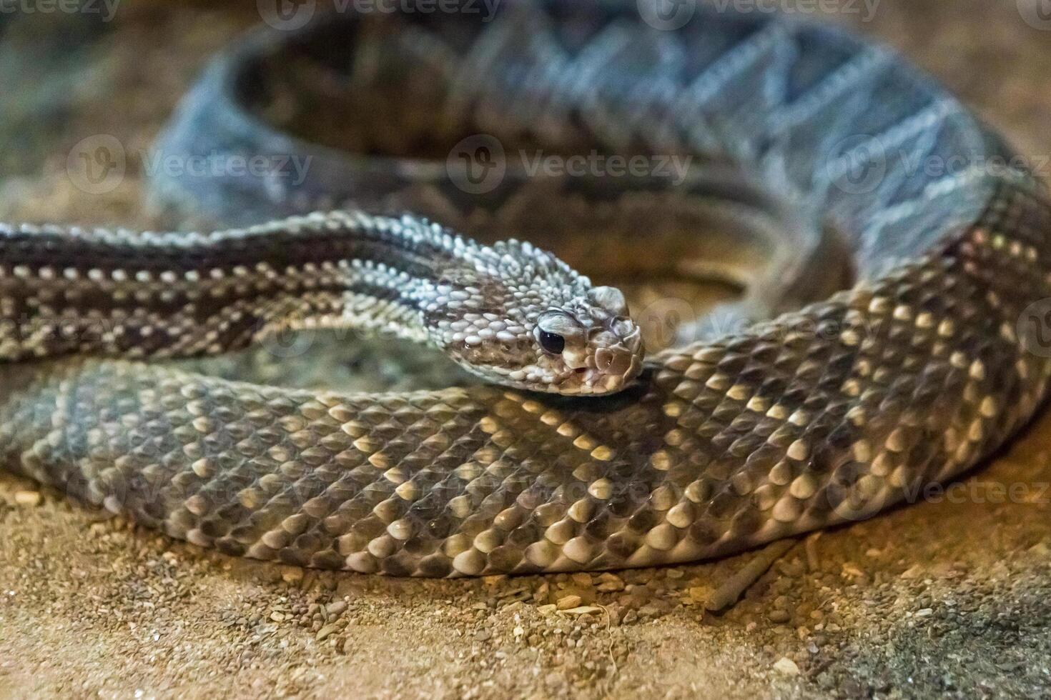 Rattlesnake, Crotalus atrox. Western Diamondback. Dangerous snake. photo