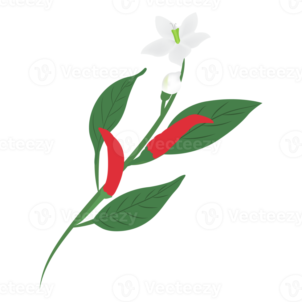 chili branch drawing isolated on background png