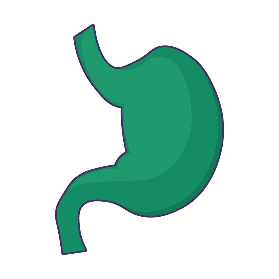 Structure Of Human Stomach Icon Abdominal Organs vector