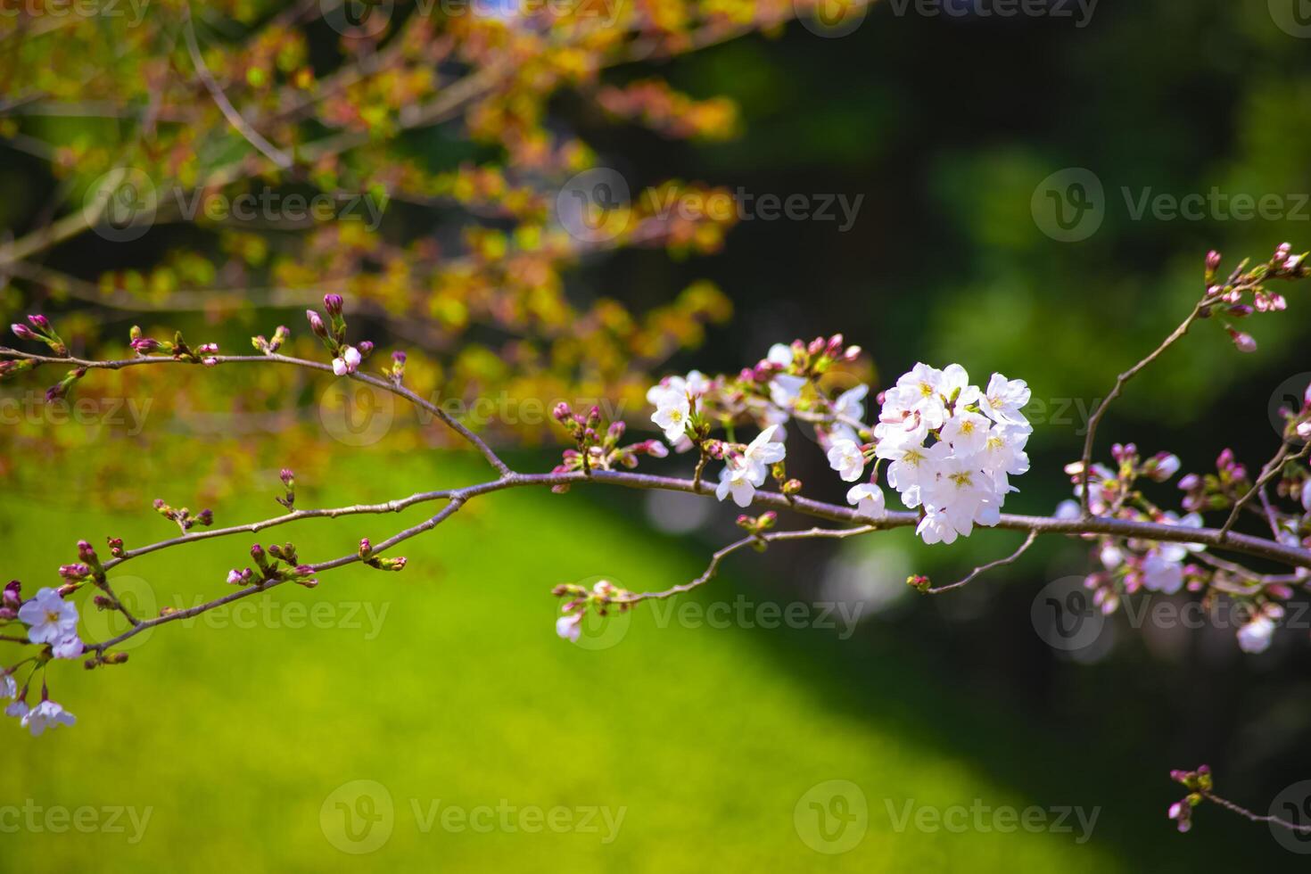 Cherry blossom at Koishikawa kourakuen park in Tokyo handheld closeup photo
