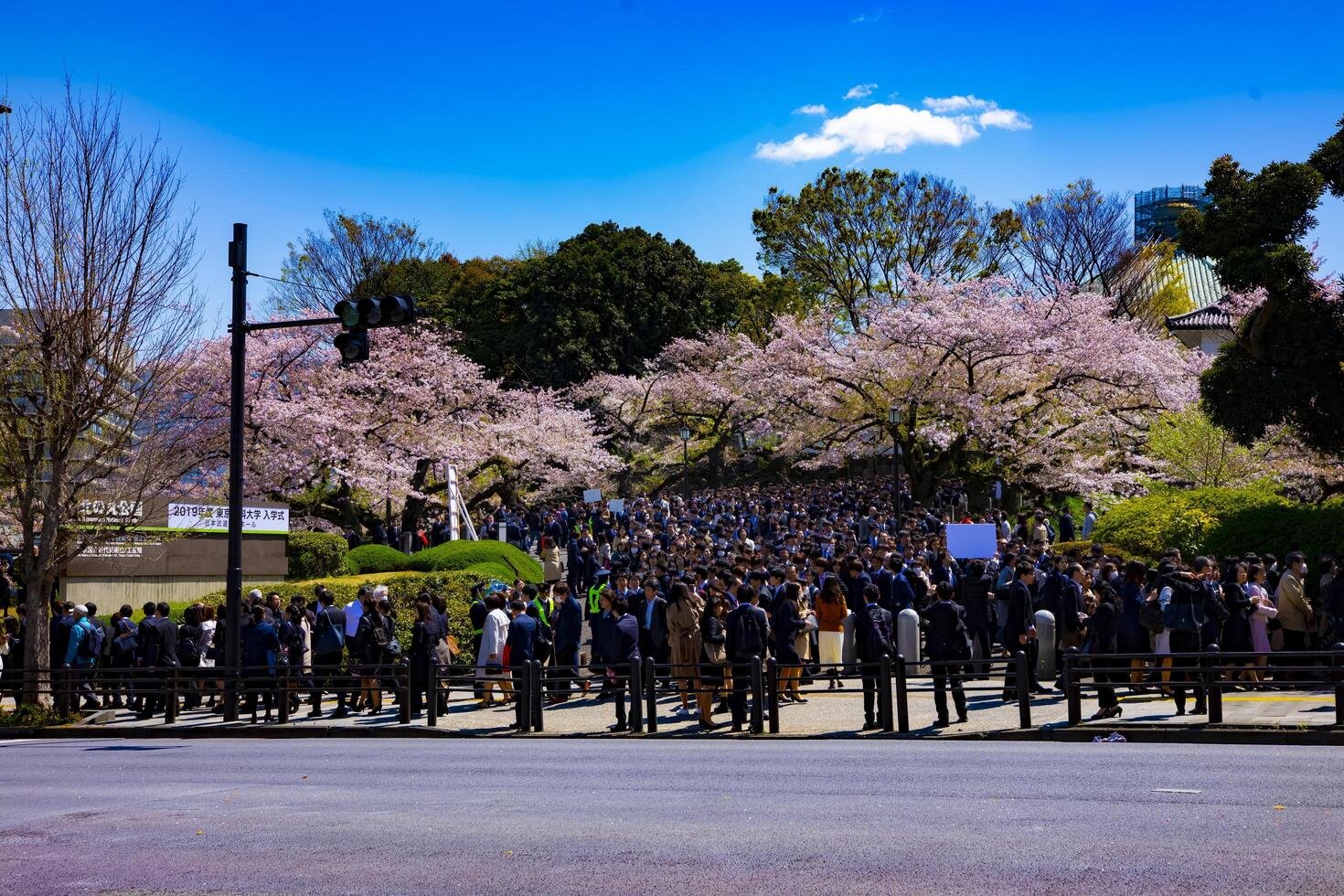 A crowd with cherry trees at Kudanshita street in Tokyo in spring wide shot photo