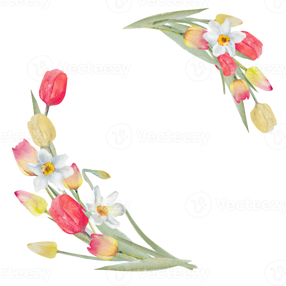 Postcard with watercolor tulips and daffodils. Spring design for Valentine's Day, March 8, Mother's Day, Easter. png