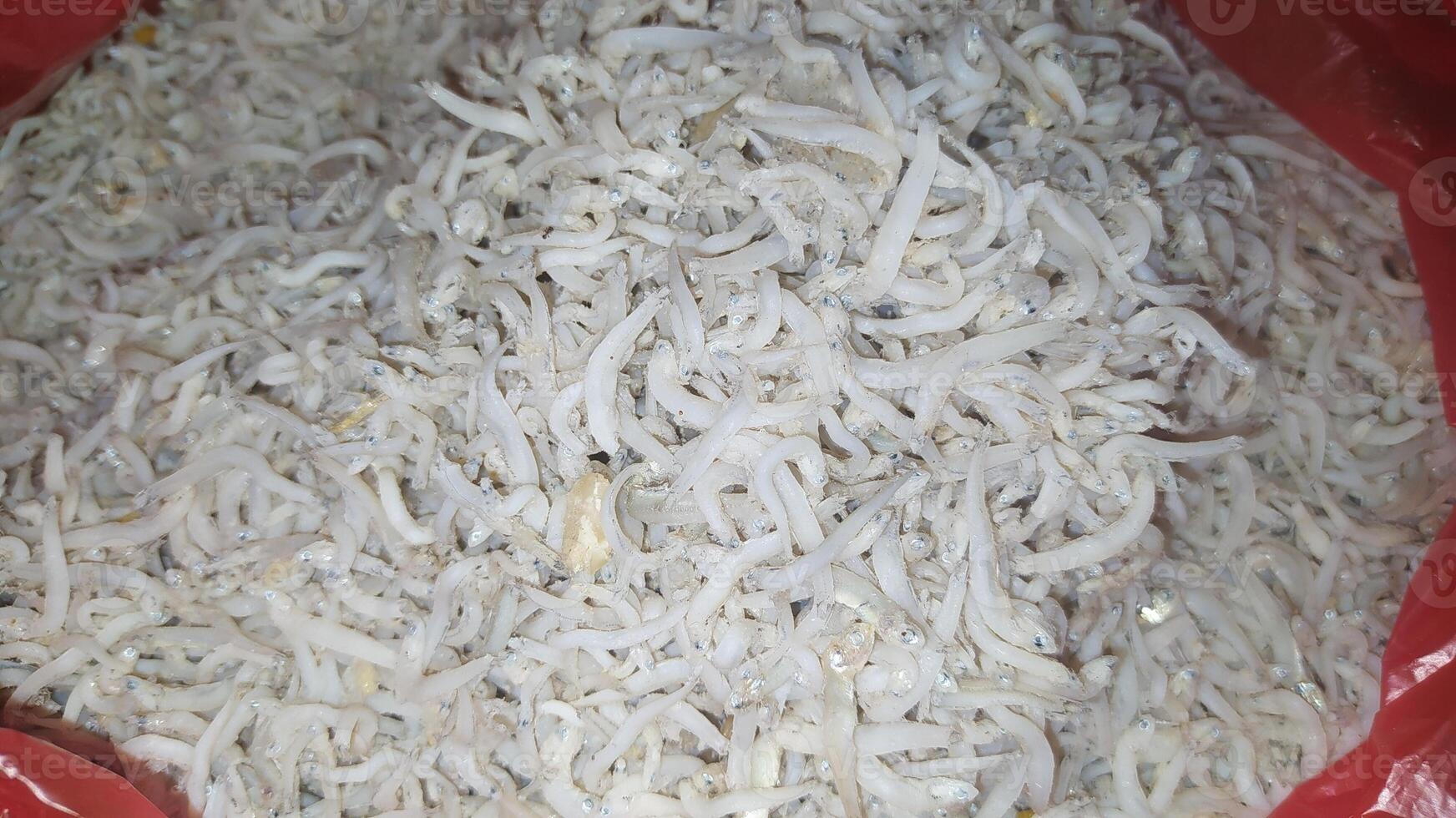 Various types of small fish are sold in traditional market photo