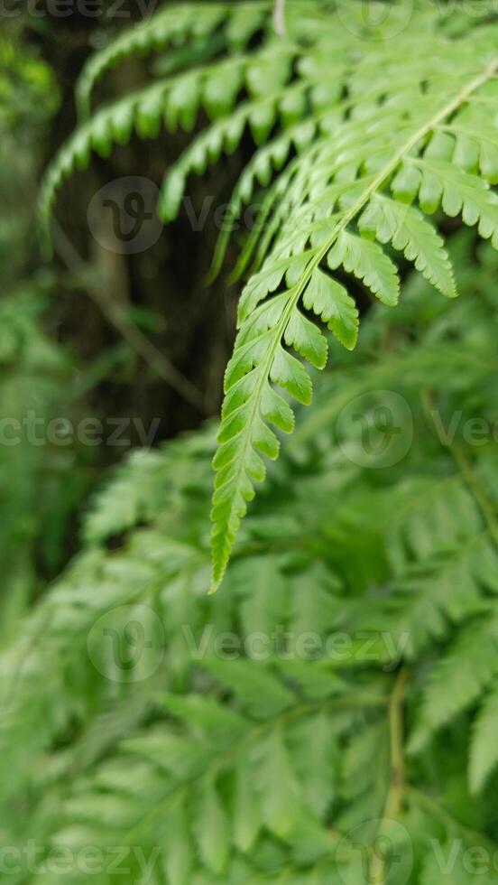 Close up lush fern foliage photo