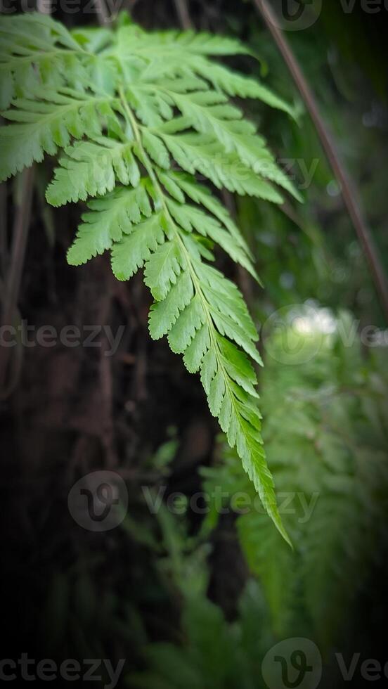 Close up lush fern foliage photo
