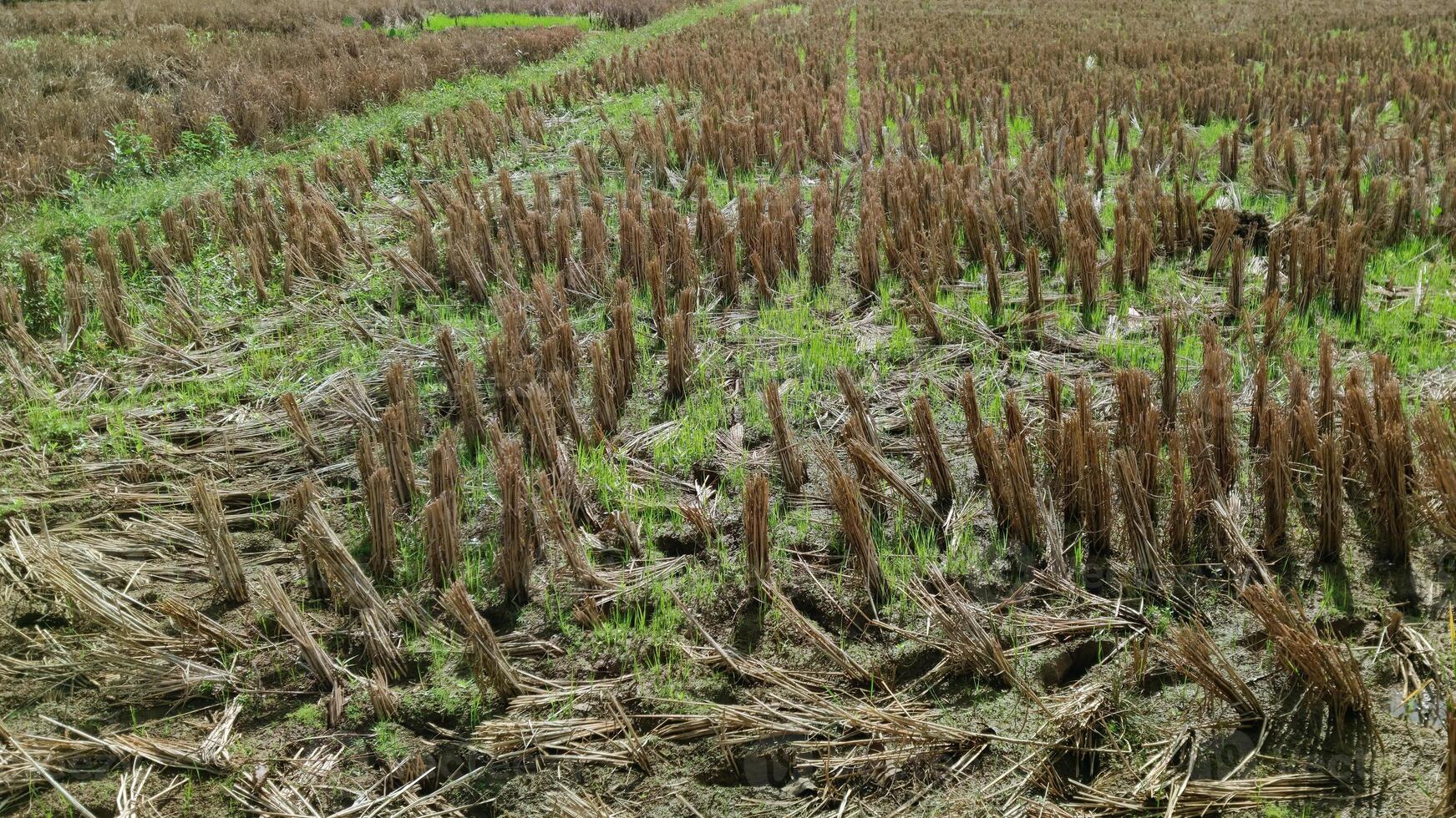 View of rice fields after rice harvest photo
