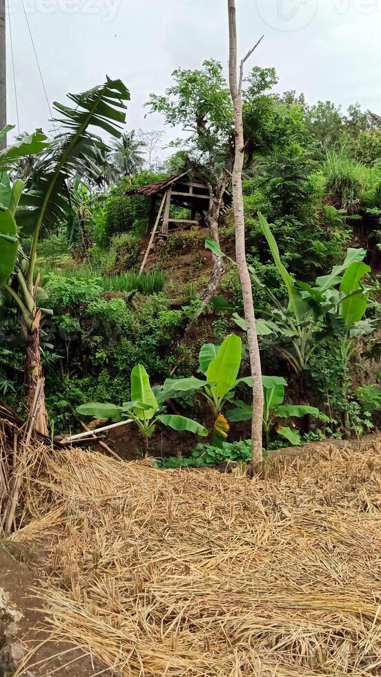 Pile of dry straw on rice field photo