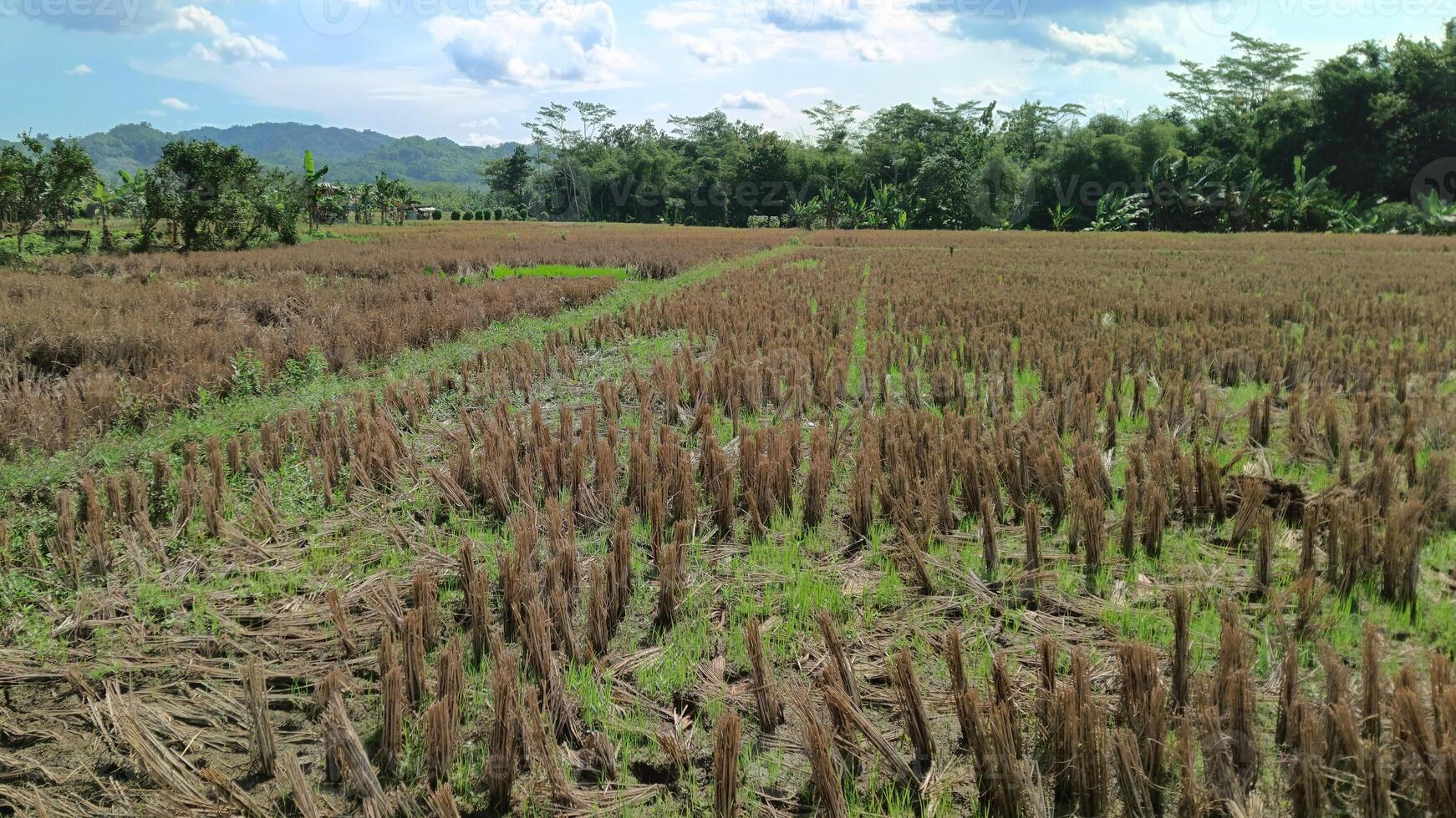 View of rice fields after rice harvest photo