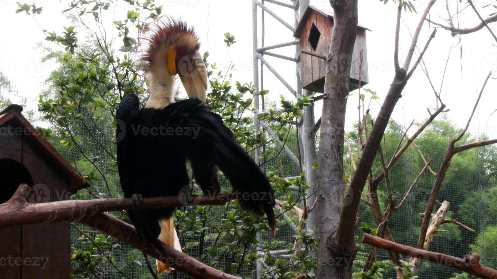 Hornbill large-beaked bird photo