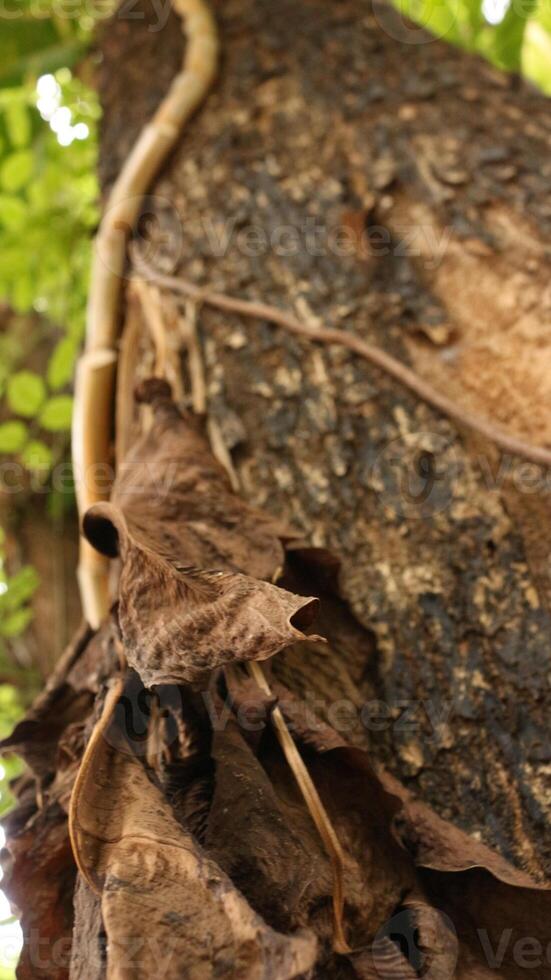Portrait of the texture of a tree trunk photo