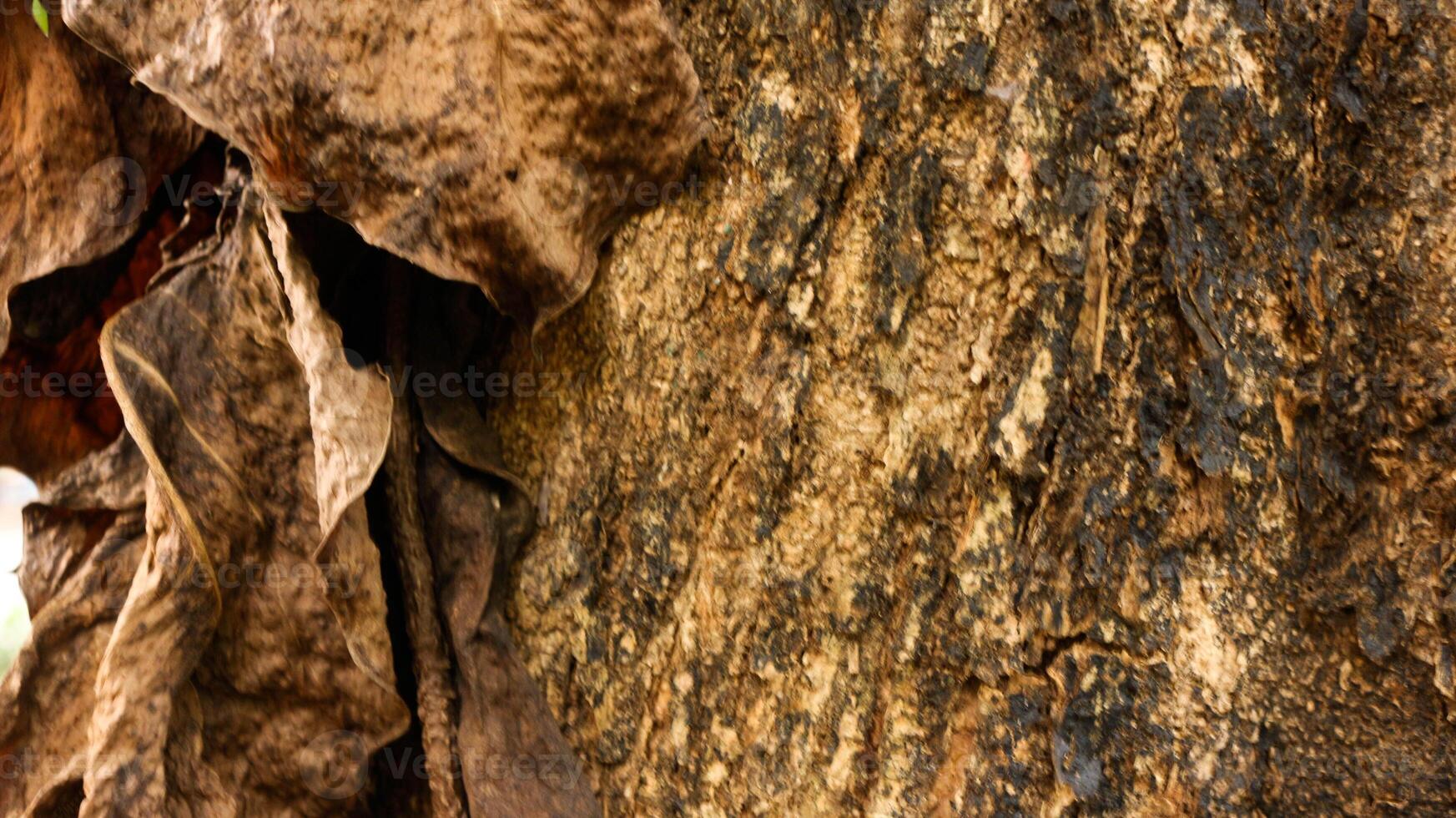 Portrait of the texture of a tree trunk photo